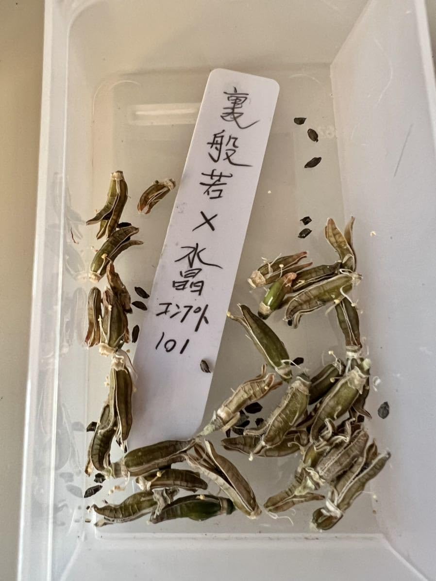 Amazon.co.jp: 令和5年採る 多肉植物 ハオルチア 裏般若 種子30粒